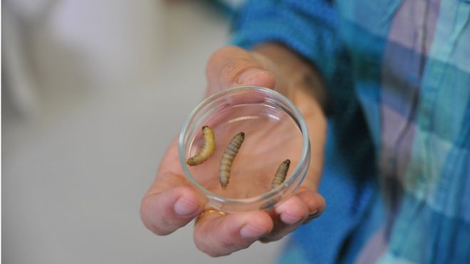 Obrázek: Housenka pojídající plasty? Malý hmyz ochrání Zemi před ekologickou katastrofou