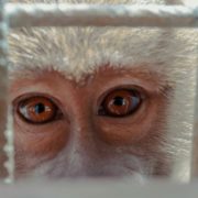 Obrázek: Je makak ze zkumavky průlom, či etický úpadek? Čínští vědci vylepšili proces klonování na primátech