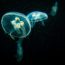 Obrázek: Biorobotické medúzy: Hlubiny oceánů budou prozkoumávat podvodní kyborgové