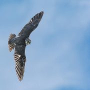Obrázek: Bojový dron, nebo pták? Čína představila realistického robota, který létá jako sokol