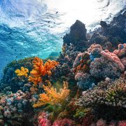 Obrázek: Korálové útesy na pokraji kolapsu: Klimatické změny dosáhly nevratného bodu Obrázek: Korálové útesy na pokraji kolapsu: Klimatické změny dosáhly nevratného bodu